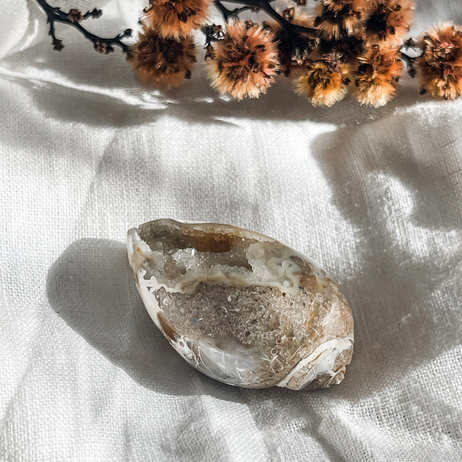 spiralite shell with druzy quartz 8
