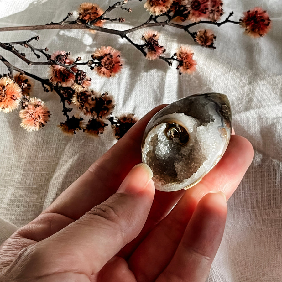 spiralite shell with druzy quartz 12